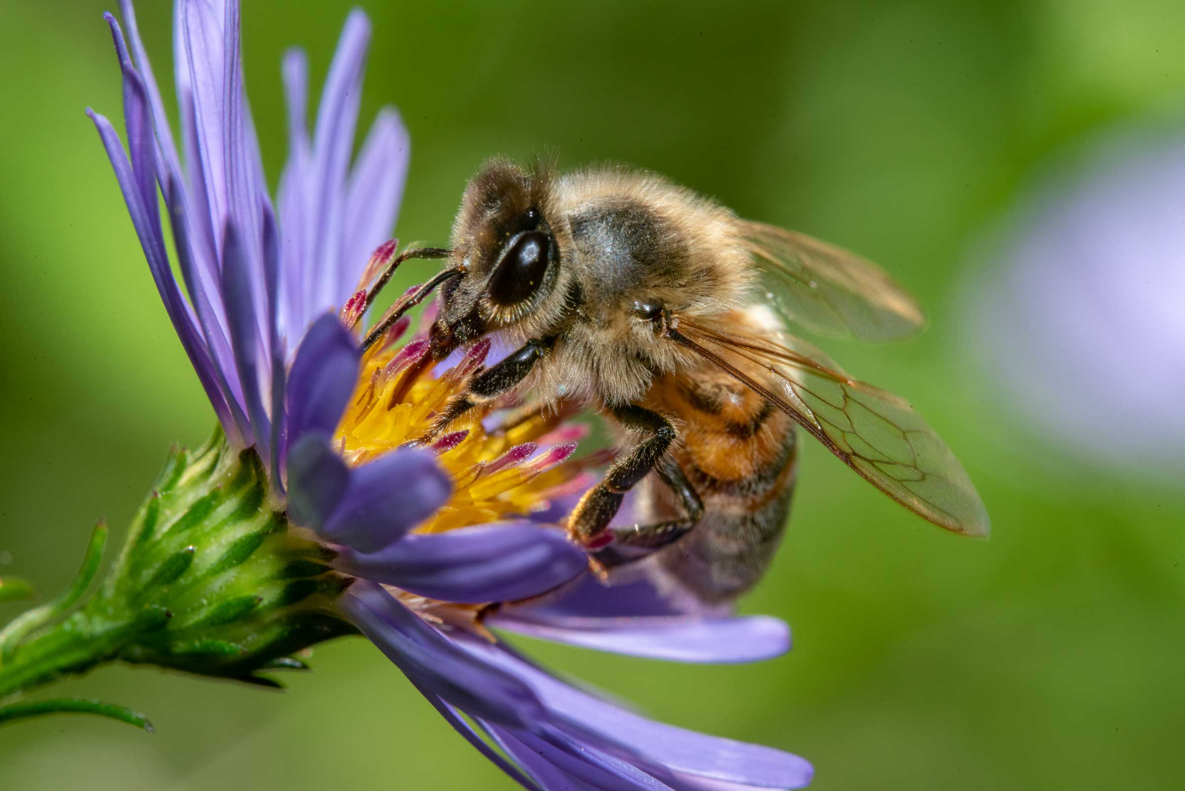 bee on blue flower