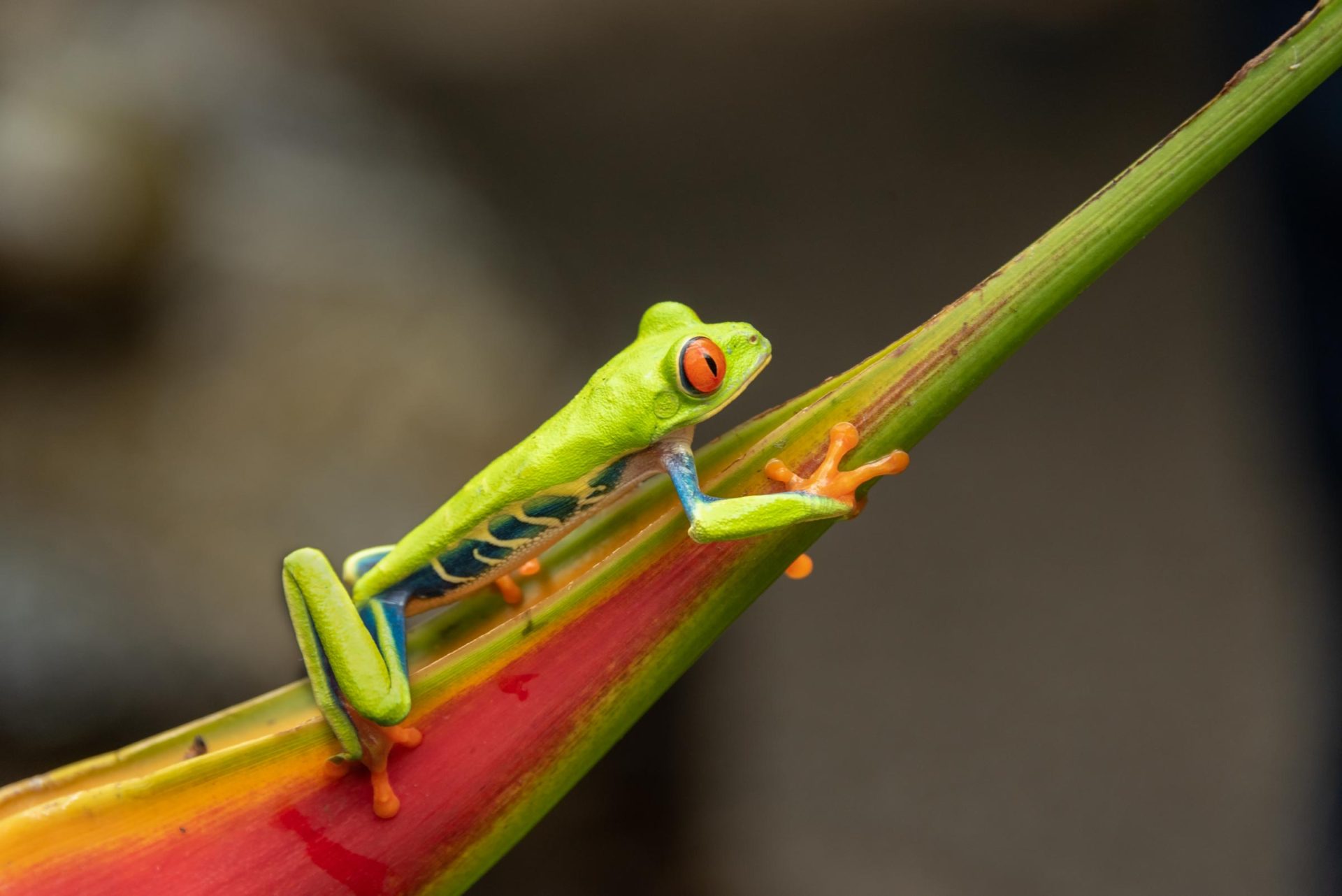 bluejeans frog resting
