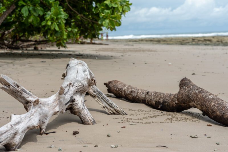 2 logs resting on the beach