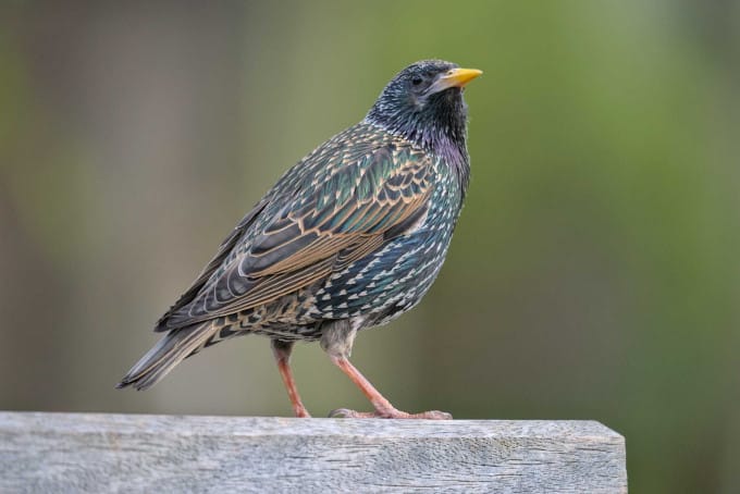 Wildlife. bird posing
