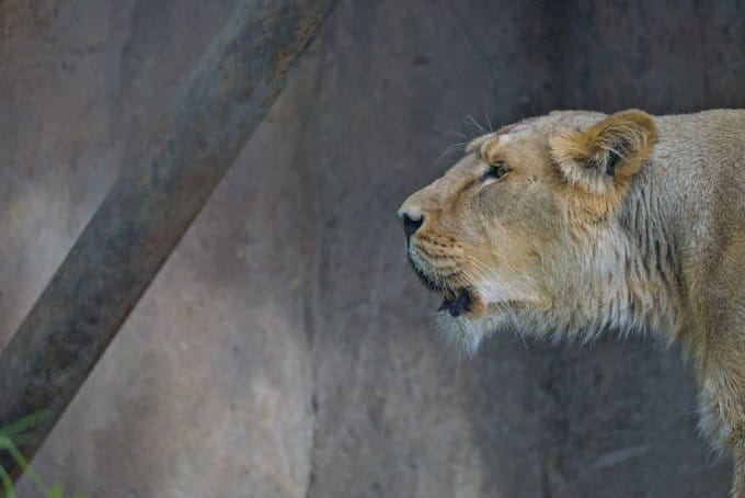 Wildlife. lioness screaming