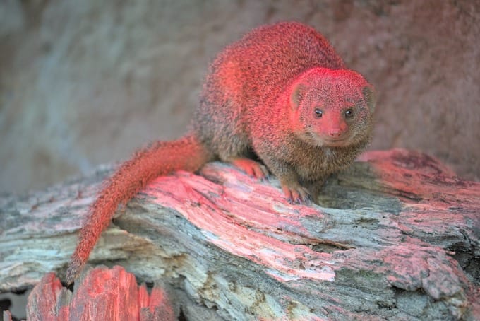 Wildlife. starring mongoose