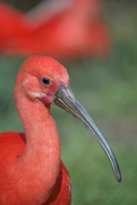Wildlife. red bird with sweet look